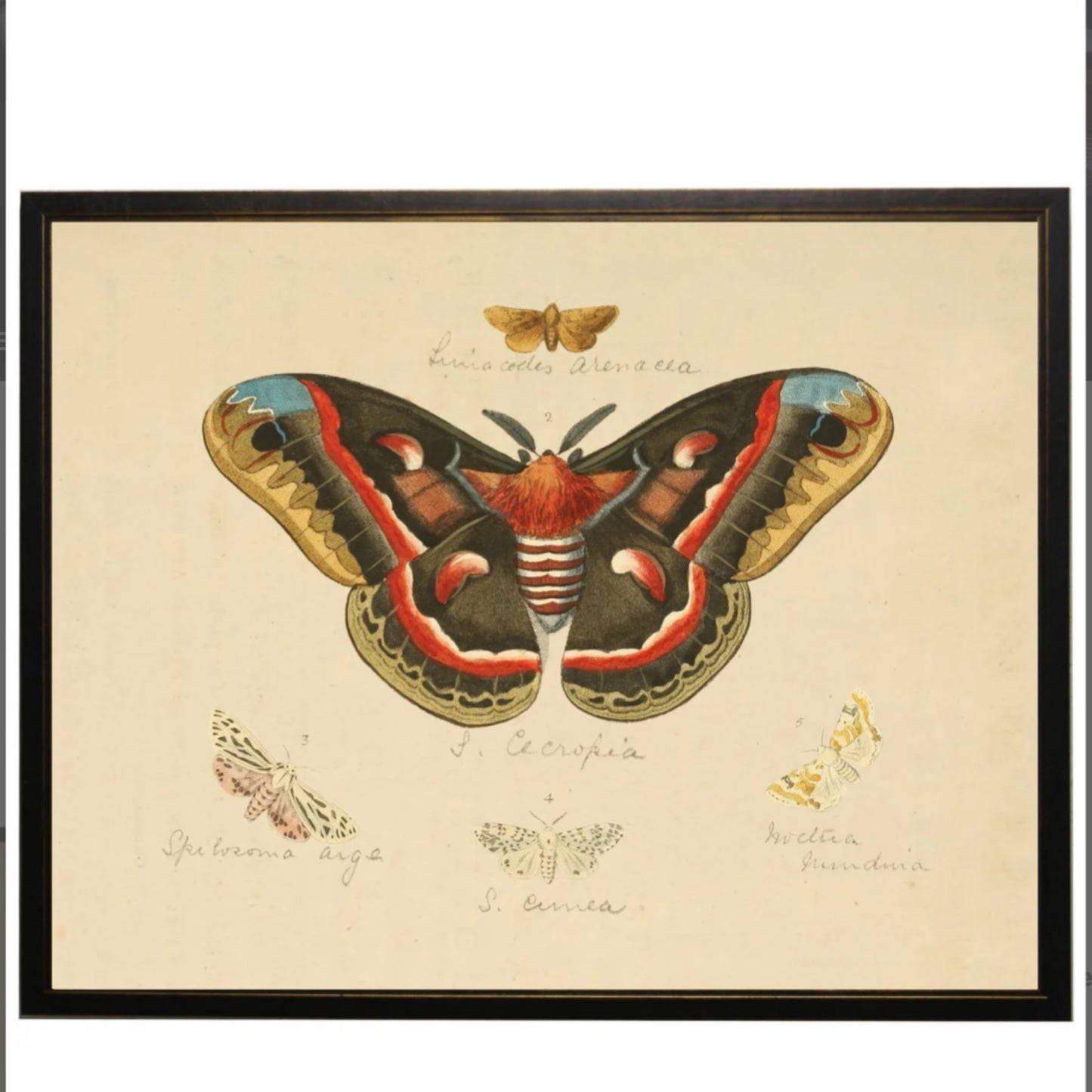Horizontal Moth Bookplate