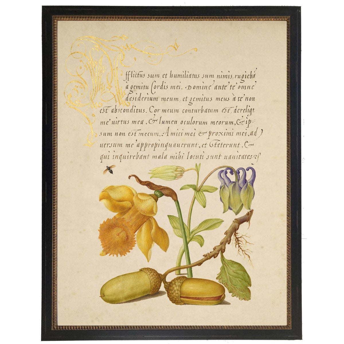 Vintage bookplate from the 1500s with calligraphy with Daffodil