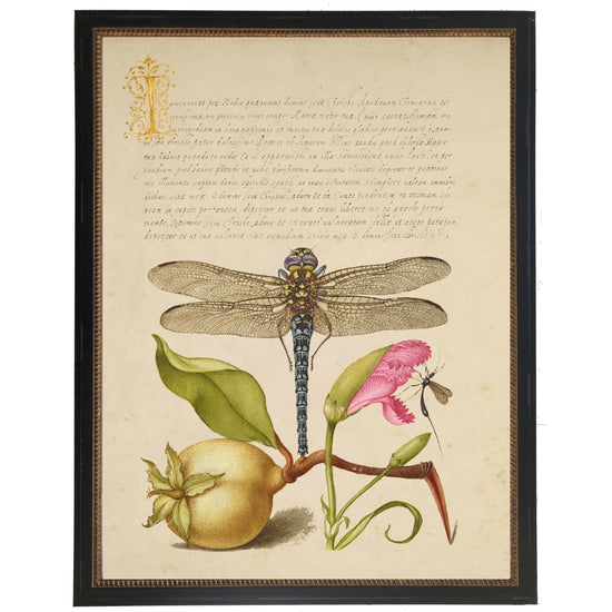 Load image into Gallery viewer, Vintage bookplate from the 1500s with calligraphy with Dragonfly

